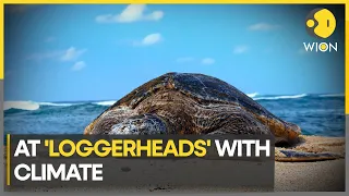 Global warming helping turtles colonise Mediterranean | WION Climate Tracker