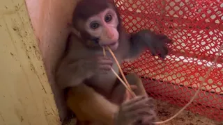 The baby monkey is playing with the rope and having fun which cannot be understood without seeing it