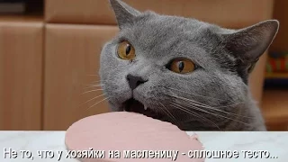 Масленичная котоматрица