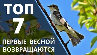 Какие птицы первыми прилетают весной. ТОП 7 плюс бонус . Реальное видео весенних птиц в природе.