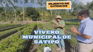 Vivero municipal de la provincia de Satipo  Parte 2 - Injerto de plantas