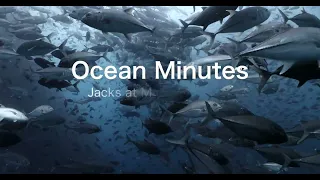 Jacks of Malpelo by Annie Crawley Epic Ocean Minutes 4K