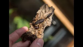 Содержание и разведение Centruroides bicolor,Centruroides gracilis.Ужалил скорпион, но я не сдаюсь.