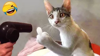 Try Not To Laugh Animals : Funniest Cat - Dogs Videos #58 | Funny Animal Videos