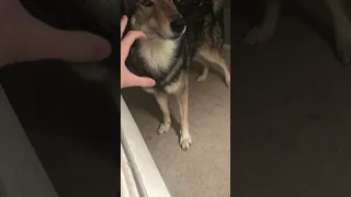 Ferocious Wolf Demands No Touching And Then Doesn’t