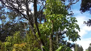 Oli Lei : Ke lei maila - Traditional Hawaiian Lei Chant