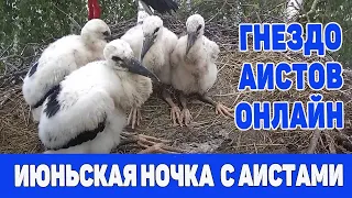 НОЧНОЙ  ЭФИР ИЗ ГНЕЗДА АИСТОВ  16  июня   2021 с  22-00