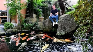 Modern Koi Blog #1242 - Wie tötet man Koi