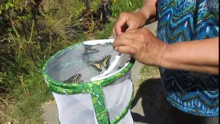 Releasing 5 Anise Swallowtail Butterflies At North Richmond California