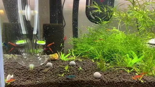 Cherry shrimp tank