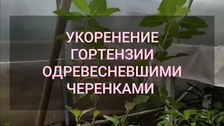 Результат укоренения метельчатой гортензии одревесневшими черенками 🌿