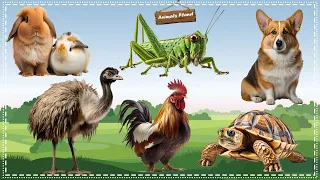 Funny and Adorable Animals Videos: Grasshopper, Rabbit, Dog, Ostrich, Chicken, Turtle