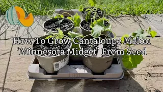 How To Grow Melon ‘Minnesota Midget’, Growing Cantaloupe Melon From Seed, Vegetable Gardening