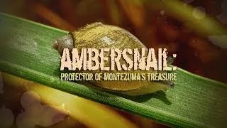 Ambersnail: Protector of Montezuma's Treasure