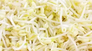 How to grow Mung Bean Sprouts in 3 steps