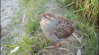 Masha Allah, my dakni teeter pair #teeter #gray francolin