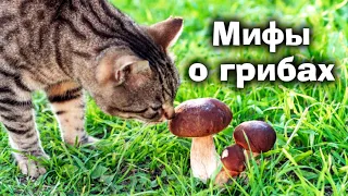 Развенчиваем все мифы о грибах