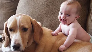 Cute Dogs and Babies are Best Friends | Dogs Babysitting Babies Video 2020