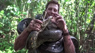 New species of anaconda discovered in Amazon | REUTERS