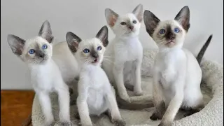 Funny Siamese Cat Videos - Loud Siamese Cat Meowing Talking Cute Siamese Kitten Sounds Ragdoll Twins