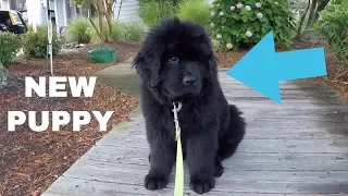 We Got A Newfoundland Puppy! 8 Weeks Old