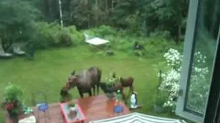 Moose and babies