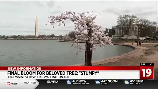 Stumpy, beloved Washington D.C. cherry blossom tree, blooms for final time