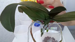Как ОЧЕНЬ ПРОСТО НАРАСТИТЬ КОРНИ орхидеи?!