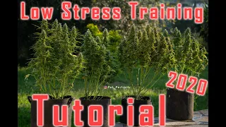 Ultimate Low Stress Training Guide 2023, LST training made easy !