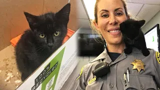 Stray Kitten Sneaks Into a Police Station To Adopt The Cutest Officer Ever