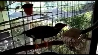 Burung tiung sabah pandai menyanyi lagu dusun.dan bercakap bahasa dusun