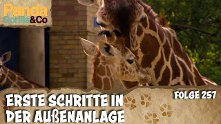 Neuigkeiten aus der Giraffen-Kita | Panda, Gorilla & Co.