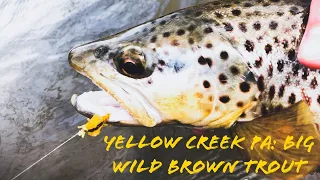 Fly Fishing Yellow Creek PA for BIG WILD BROWN TROUT