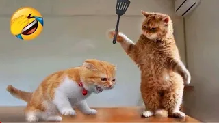 Funniest Animals 2023 Funniest Cats and Dogs Part 01 - Life Pawty