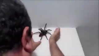 kleine spinne fangen