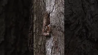 UM employee helps squirrels across campus