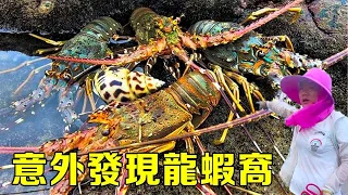 [Collection of Fierce Goods] In the early morning, the sea broke into the lobster nest, and groups