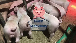 Предстарт для поросят// почему поросята не едят предстартовый комбикорм//стимулируем поедание