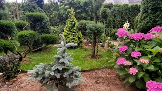 Прогулка по причудливому саду Людмилы 🌿🌹🌲 Хвойные растения в дизайне сада 🌲🌲