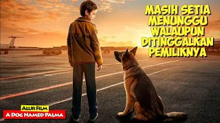 Kisah Kesetiaan Seekor Anjing Yang Menunggu Pemiliknya Datang | Alur Cerita Film A DOG NAMED PALMA