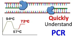 Polymerase chain reaction (PCR)