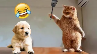 Funniest animals 😄 New funny cats and dogs videos videos😹🐕 #4