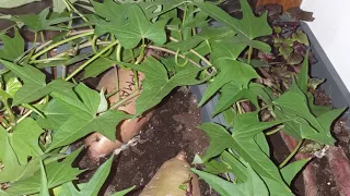 Про новий сорт батату і вирощування розсади батату #батат #sweetpotato