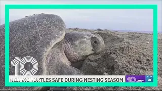 Sea turtle nesting is underway: Here's how you can keep them safe