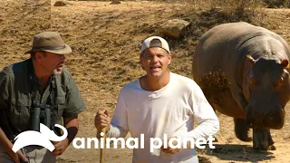 Interrumpen la siesta de un hipopótamo y avistan rinocerontes | Wild Frank vs Darran | Animal Planet