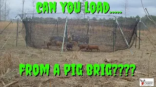 Pig Brig Catch And Load : We Were Surprised!!!
