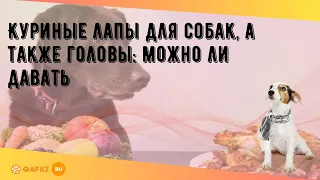 Куриные лапы для собак, а также головы: можно ли давать