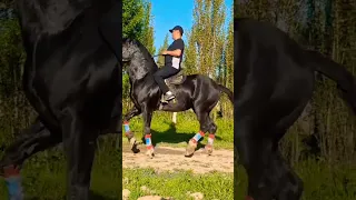 Uzbek horse's