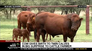 Cow gives birth to twin calves in the North West