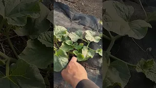 formiranje lubenice